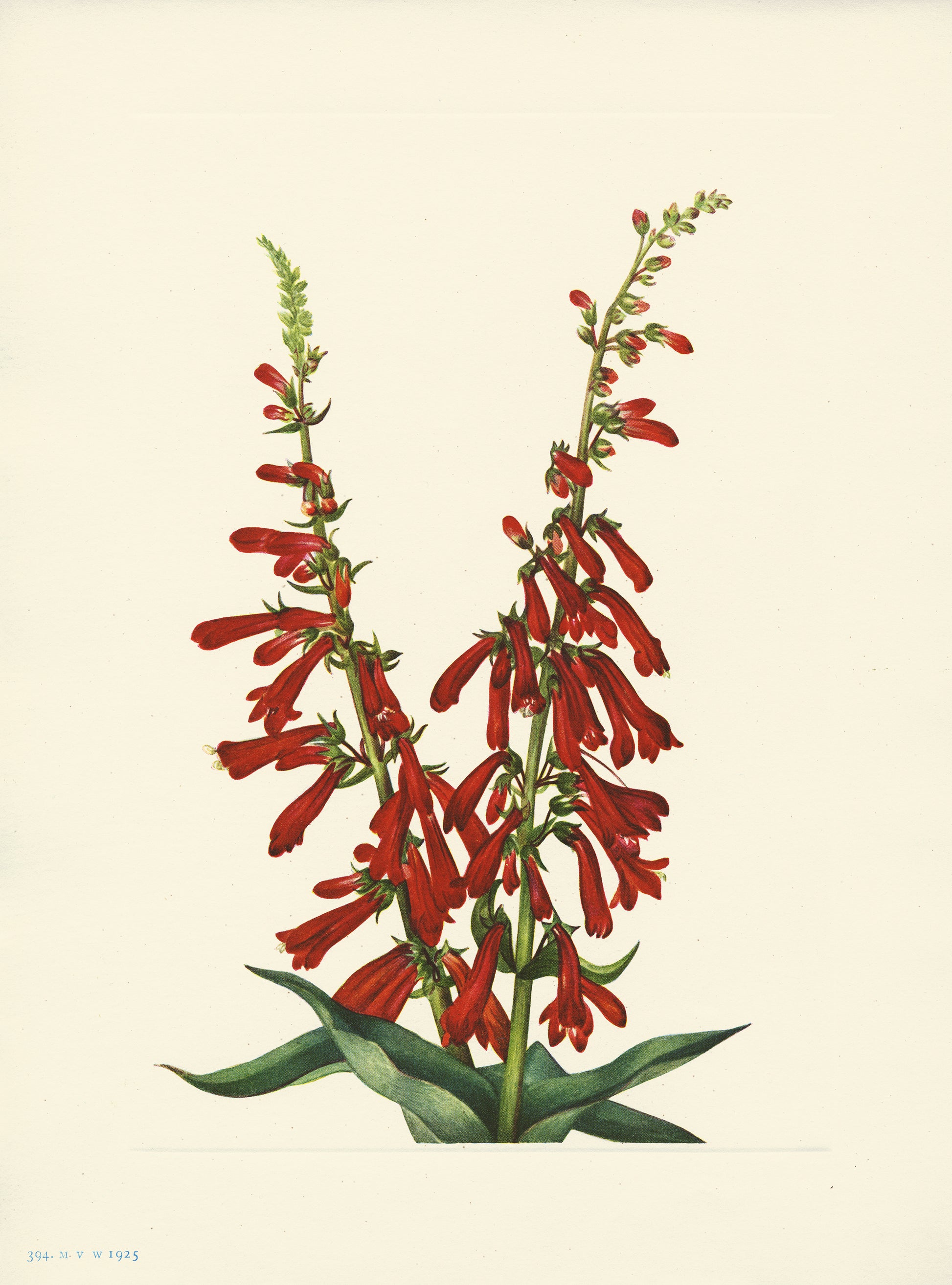 Fire Pentstemon - Print - Stomping Grounds