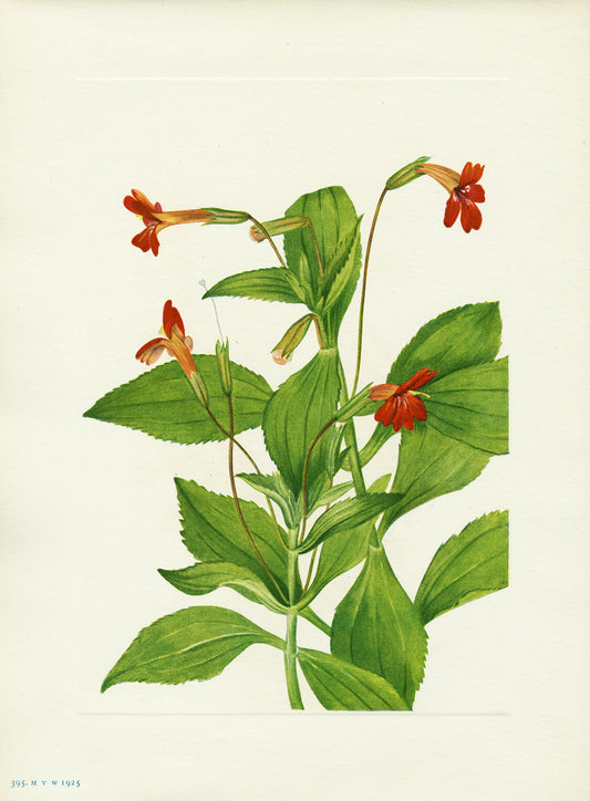 Cardinal Monkey Flower - Print - Stomping Grounds