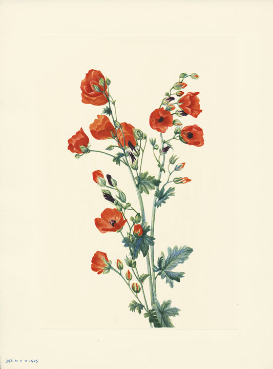 Scarlet Globe- Mallow - Print - Stomping Grounds