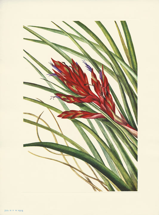Quill- Leaf Tillandsia - Print - Stomping Grounds