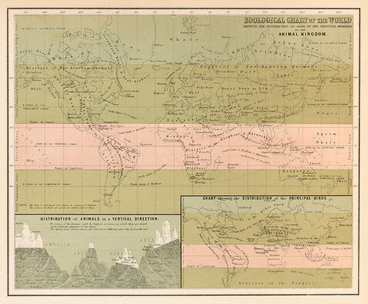 Zoological Chart of the World - Print - Stomping Grounds