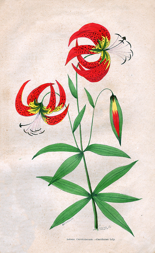 Lilium Carolinianum – Carolinian Lily - Print - Stomping Grounds