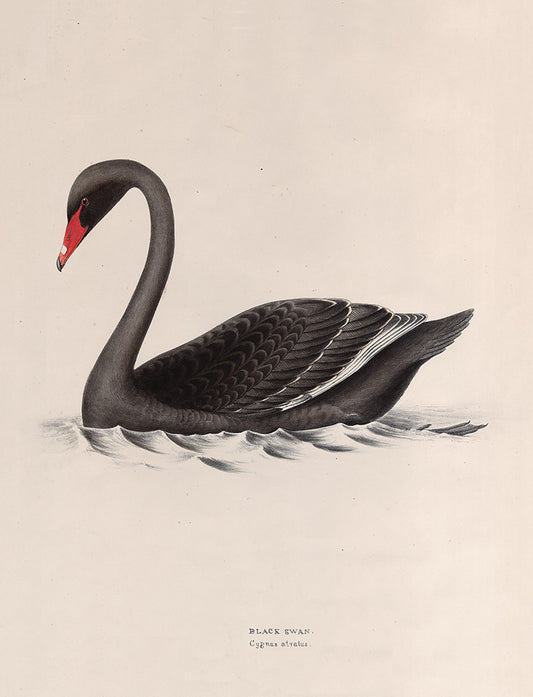 Black Swan – Cygnus Atratus - Print - Stomping Grounds
