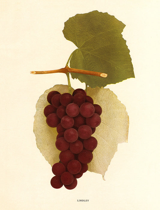 Lindley Grapes - Print - Stomping Grounds