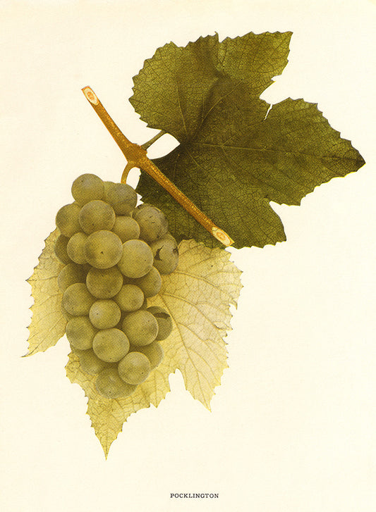 Pocklington Grapes - Print - Stomping Grounds