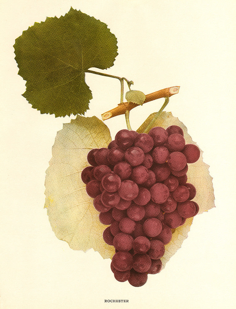 Rochester Grapes - Print - Stomping Grounds
