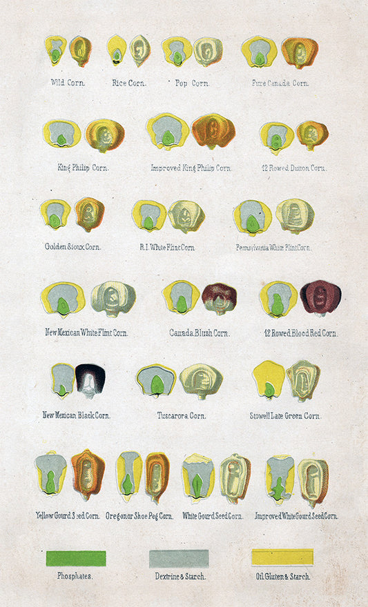 Varieties of Corn - Print - Stomping Grounds