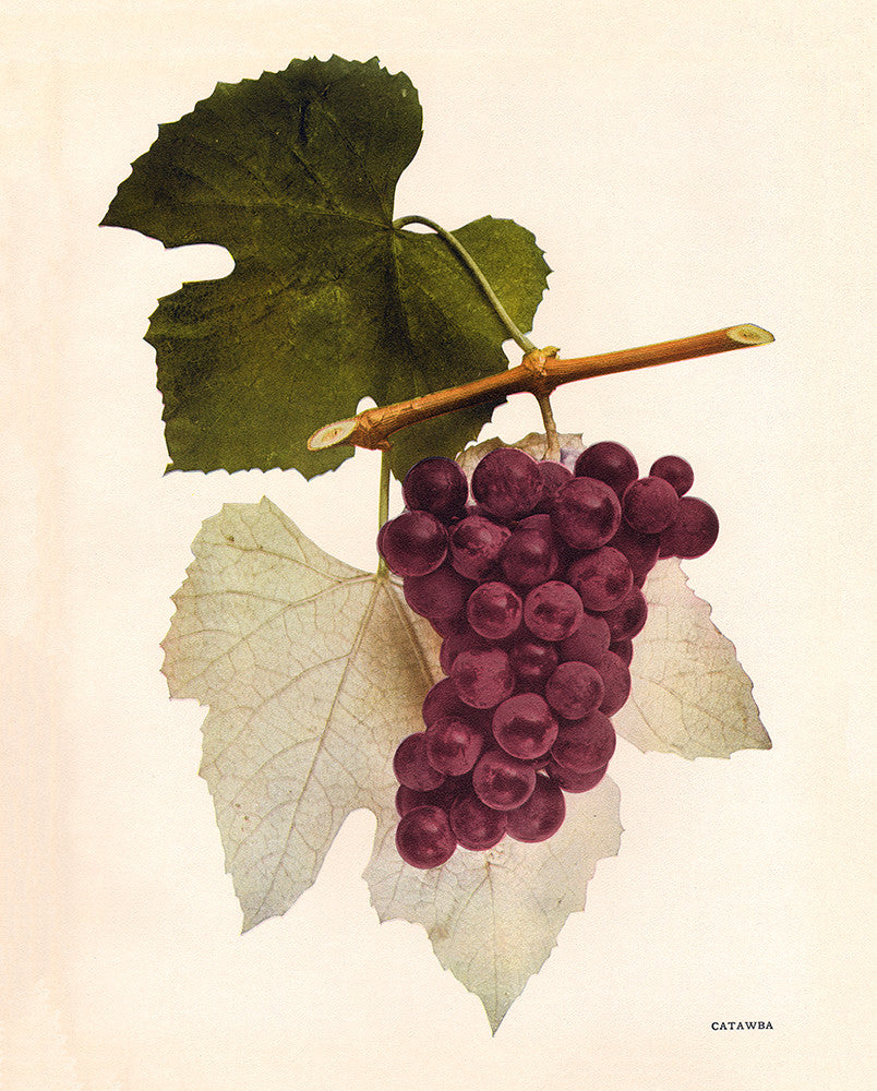 Catawba - Grapes of New York - Print - Stomping Grounds