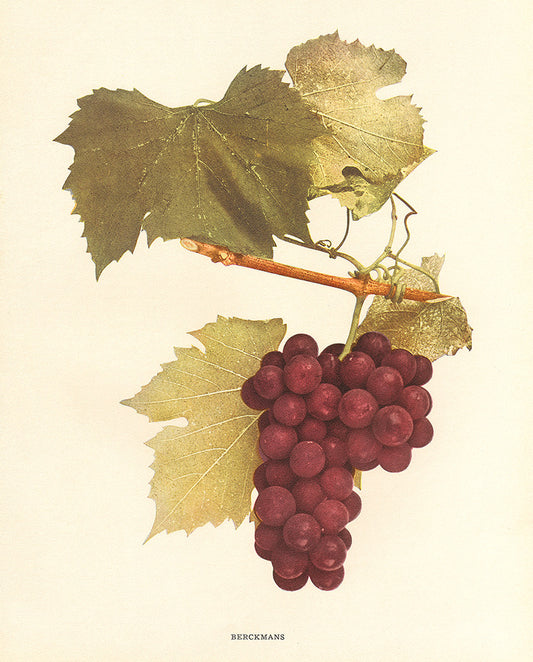 Berckmans- Grapes of New York - Print - Stomping Grounds