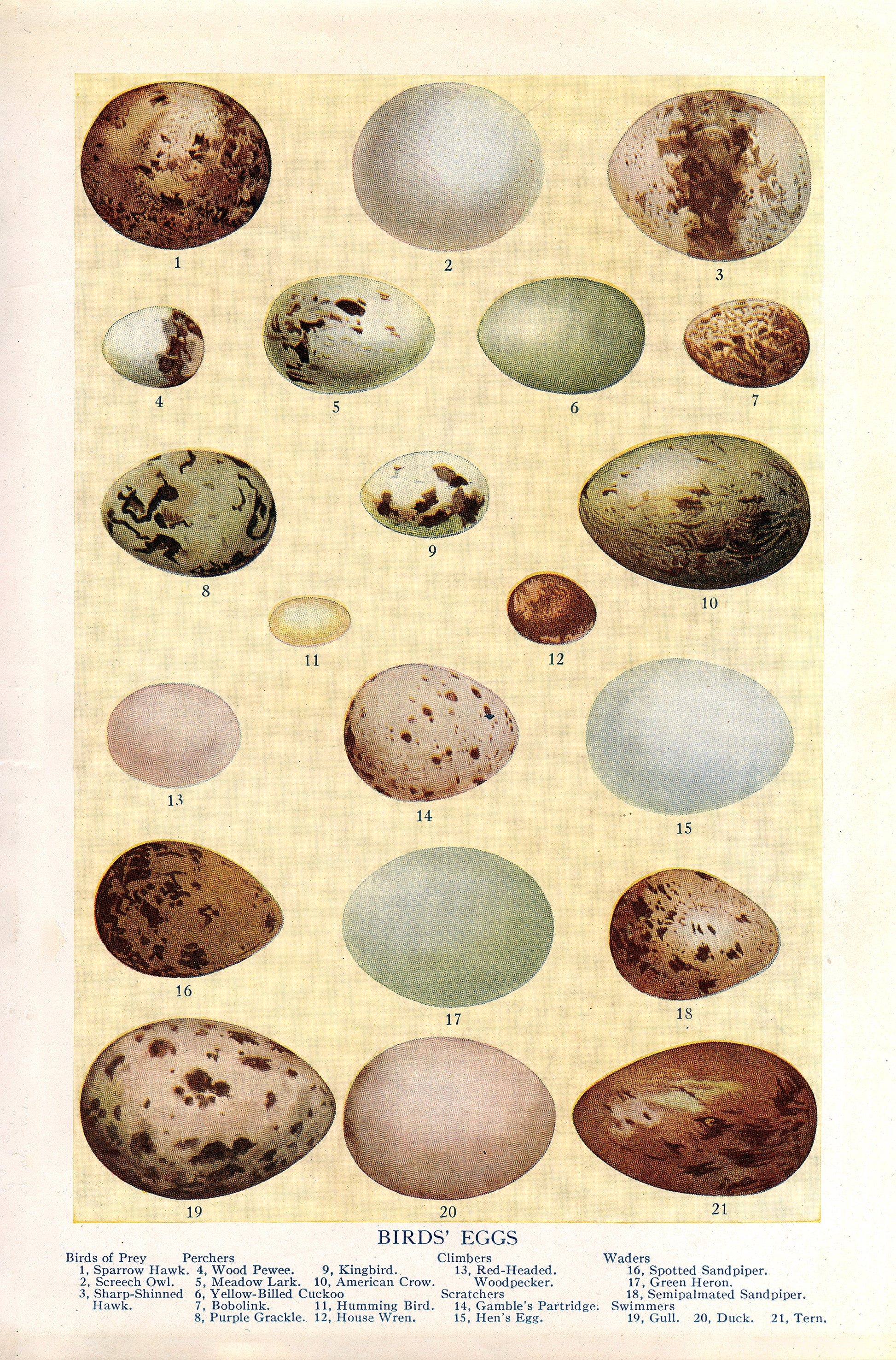 Bird's Eggs - Print - Stomping Grounds