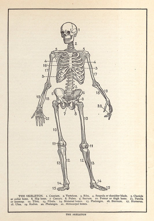 The Skeleton - Print - Stomping Grounds