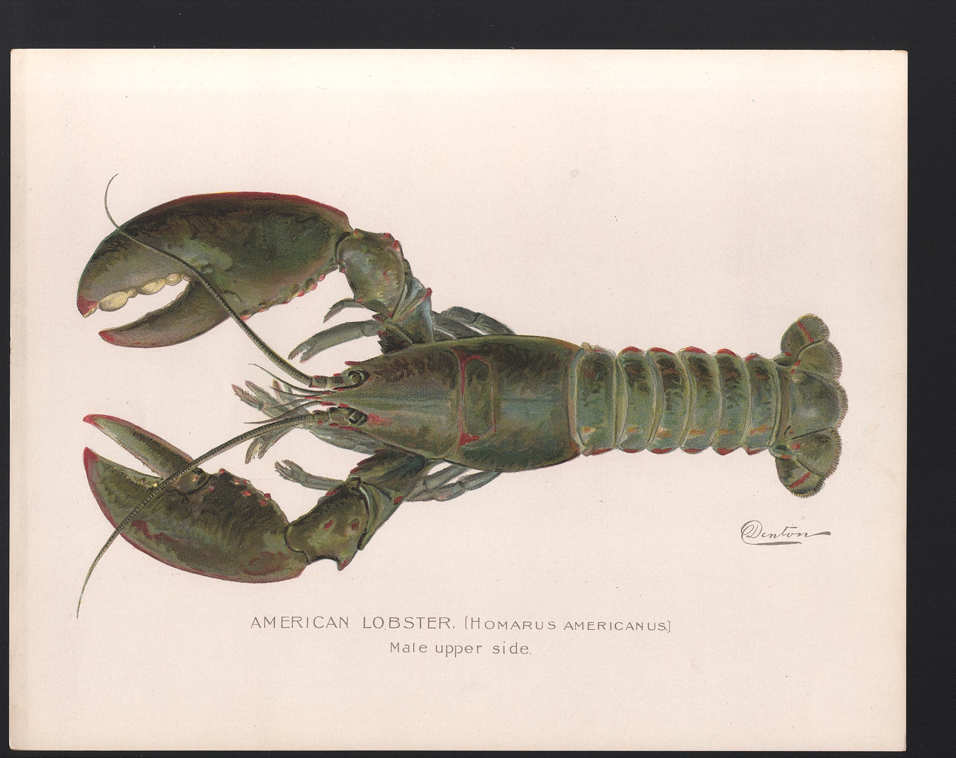 American Lobster- Male Upper Side - Print - Stomping Grounds