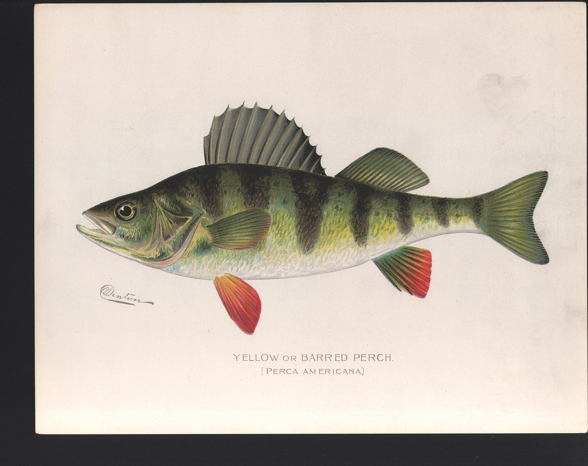 Yellow or Barred Perch - Print - Stomping Grounds