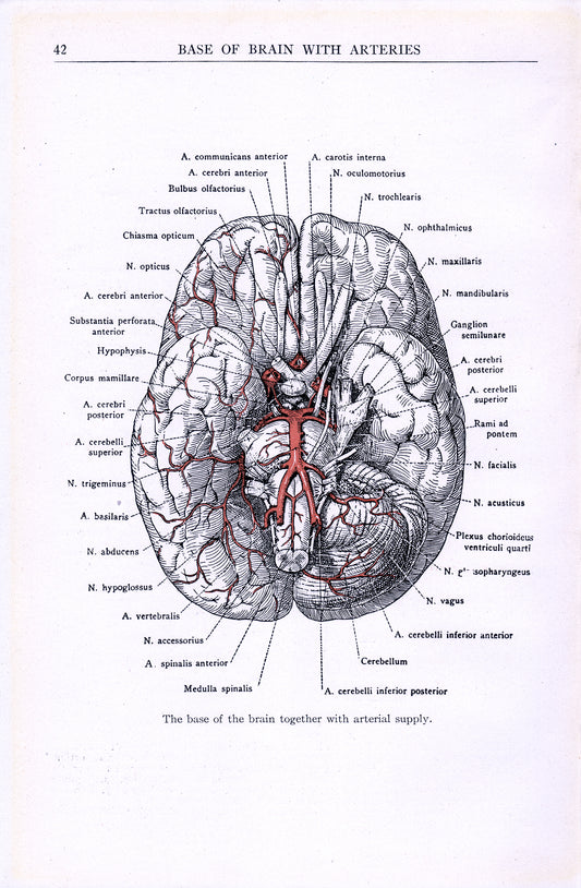 Brain - Print - Stomping Grounds