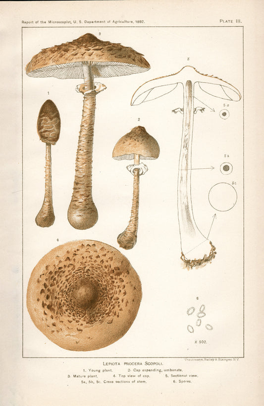 Lepiota Procera Scopoli - Print - Stomping Grounds