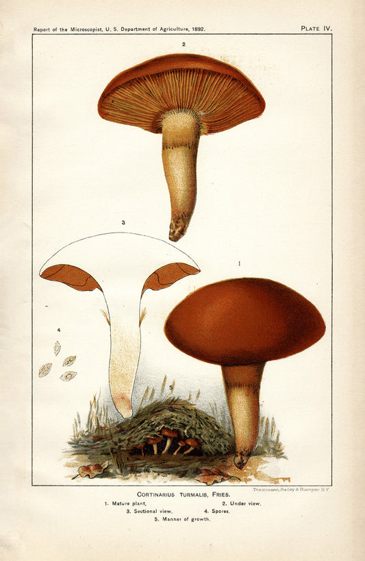 Cortinarius Turmalis, Fries - Print - Stomping Grounds