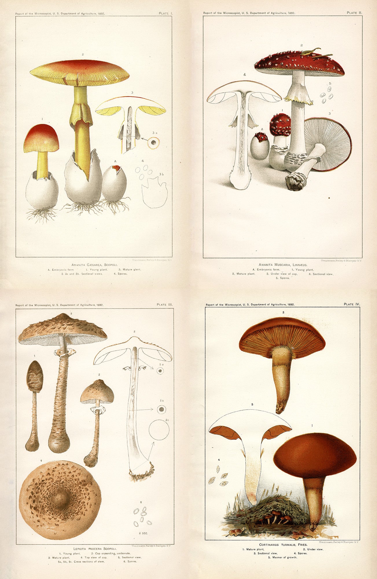 Mushroom Composite - Amanita caesarea, Amanita muscaria, Cortinarius turmalis, Parasol mushroom - Print - Stomping Grounds