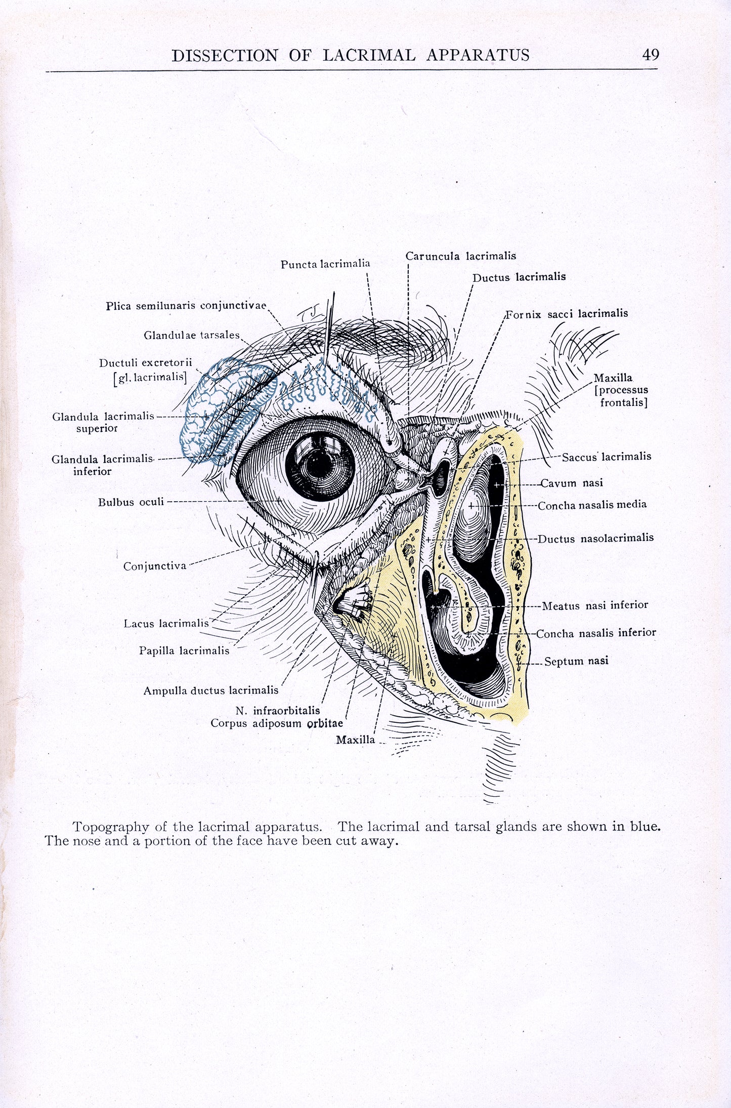 Dissection of Lacrimal Apparatus - Print - Stomping Grounds