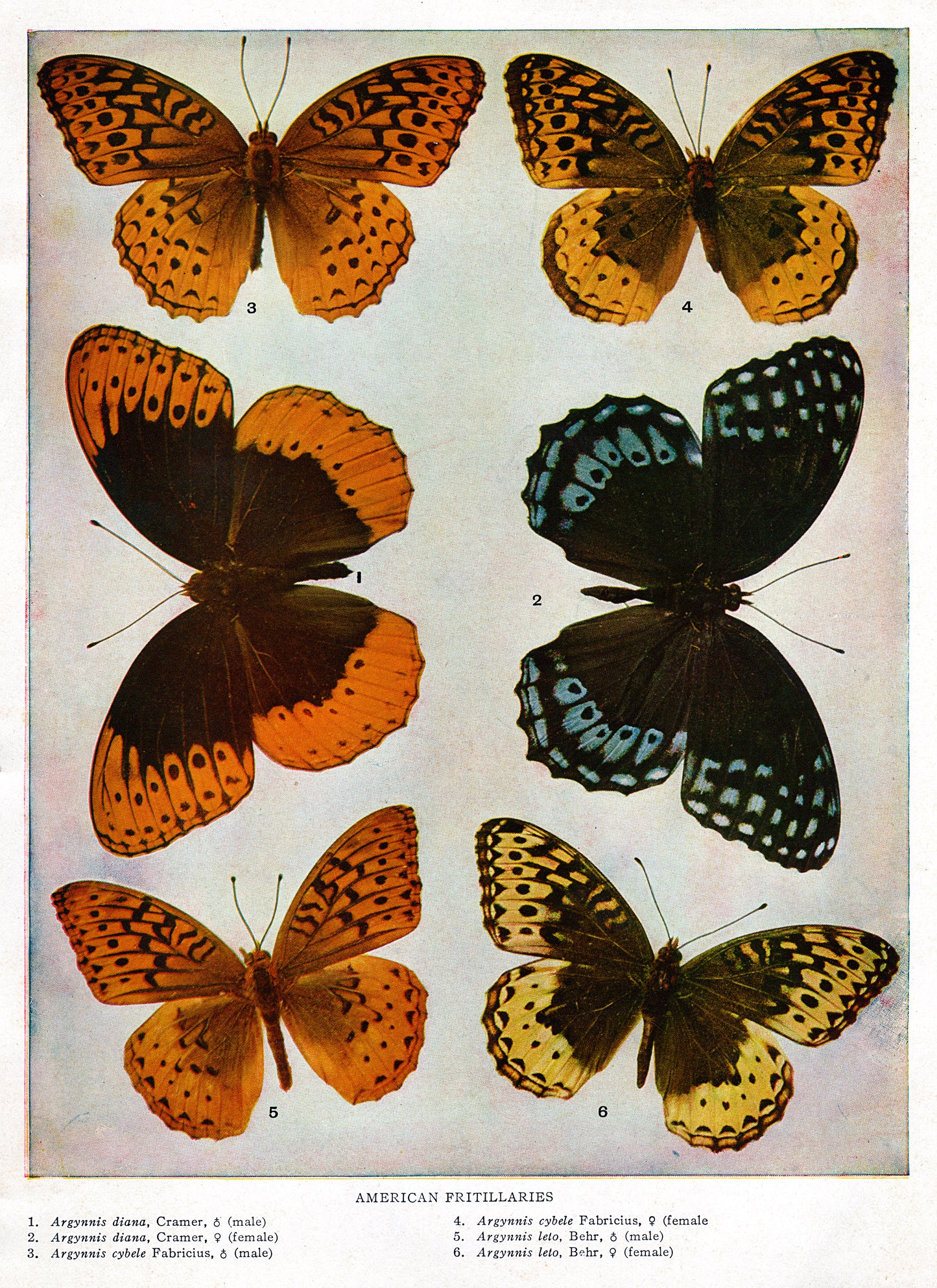 American Fritillaries - Butterfly Print - Print - Stomping Grounds