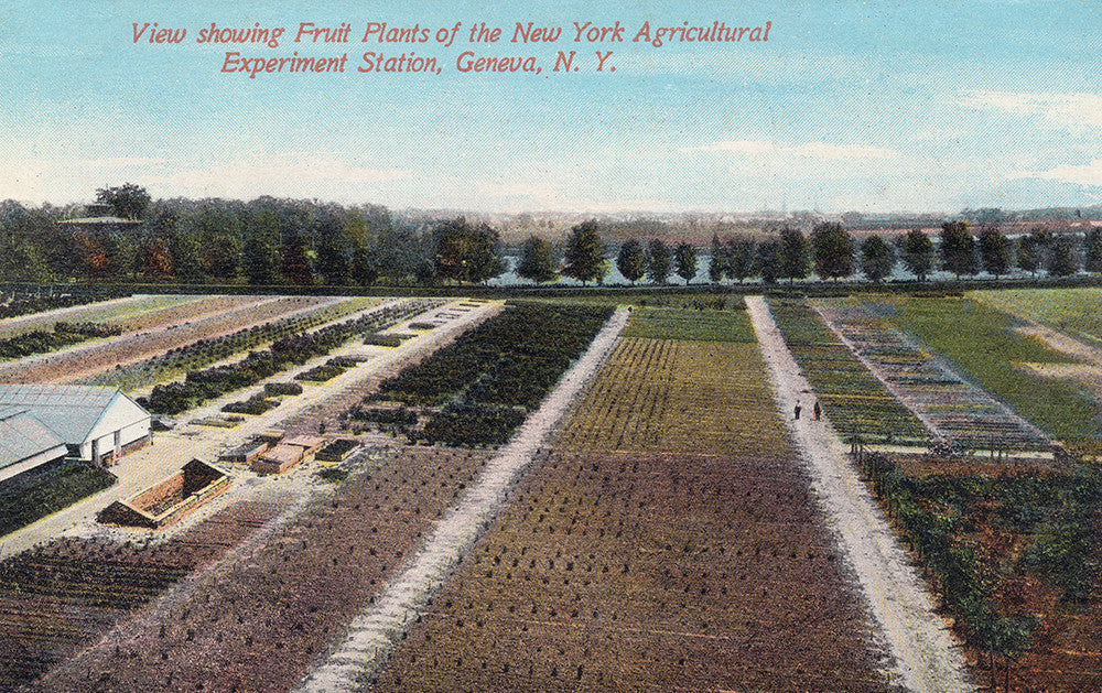 View Showing Fruit Plants of the New York Agricultural Experiment Station, Geneva, NY - Print - Stomping Grounds