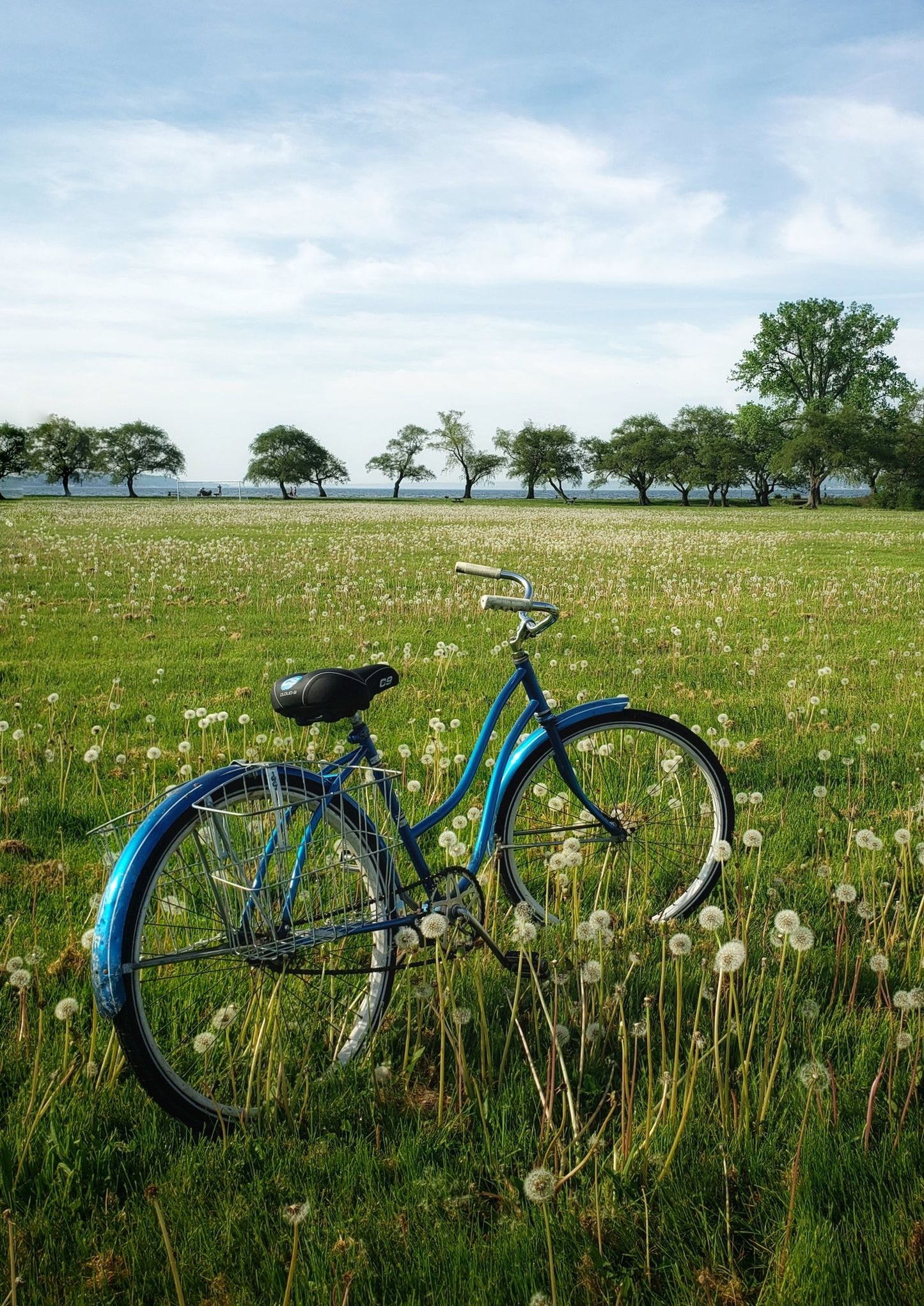 Dandelion Bike : 11x14 Matted Photograph